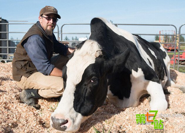 世界最大奶牛高1.9米 每天排泄136斤