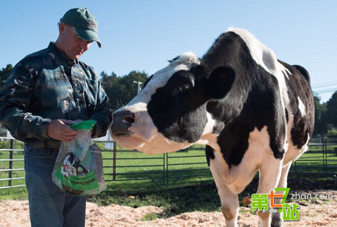 世界最大奶牛高1.9米 每天排泄136斤