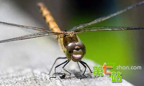 最让人匪夷所思的冷知识：袋鼠有3个阴道