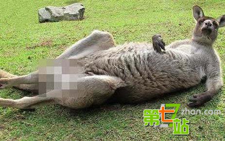 最让人匪夷所思的冷知识：袋鼠有3个阴道