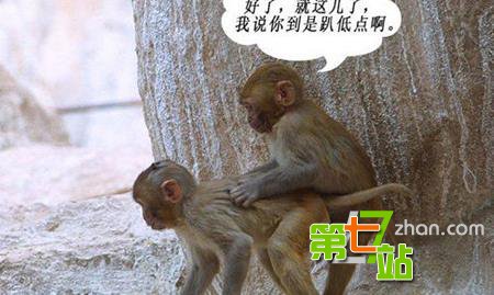最让人匪夷所思的冷知识：袋鼠有3个阴道