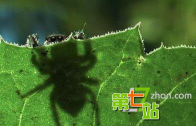 最让人匪夷所思的冷知识：袋鼠有3个阴道