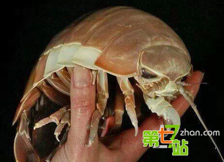中国传说中十大镇宅宝物：你家有几个