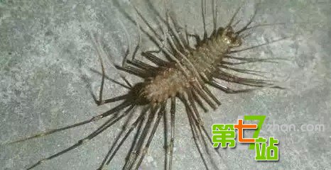中国传说中十大镇宅宝物：你家有几个