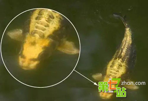 中国传说中十大镇宅宝物：你家有几个