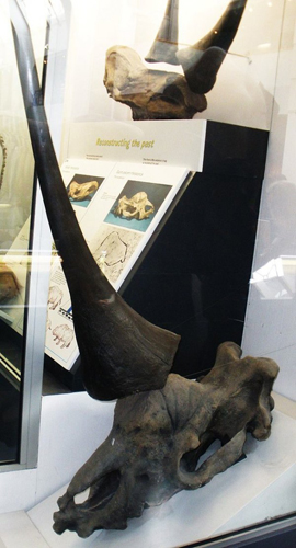 考古发现独角兽头骨化石 形如犀牛而非马