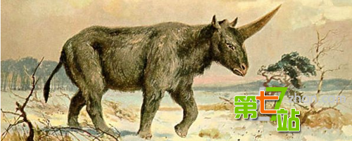 考古发现独角兽头骨化石 形如犀牛而非马