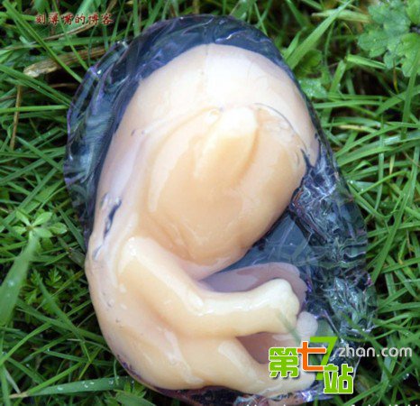 引发全球震惊的15大“怪兽”真相