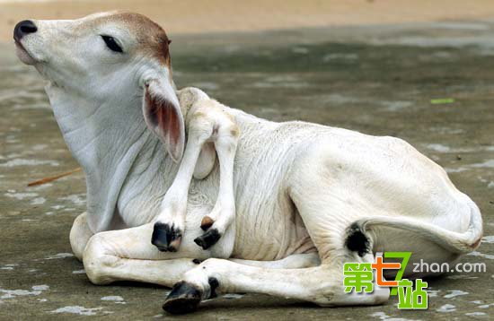引发全球震惊的15大“怪兽”真相