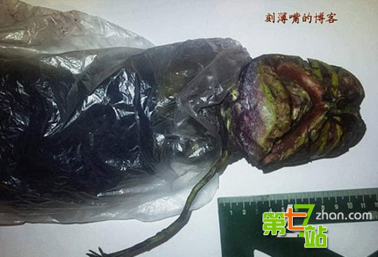 引发全球震惊的15大“怪兽”真相
