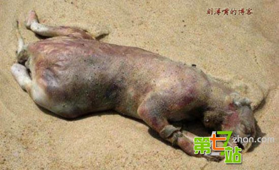 引发全球震惊的15大“怪兽”真相