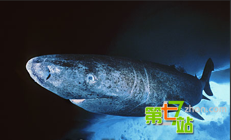 尼斯湖水怪之谜或揭开：格陵兰鲨可能性大