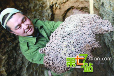 男子挖出巨型蚁穴 活捉30年蚁后