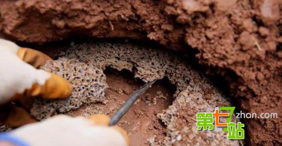 男子挖出巨型蚁穴 活捉30年蚁后