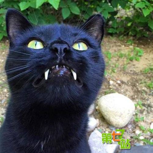 她在街头捡到一只黑猫,不久后它竟长出吸血獠牙!