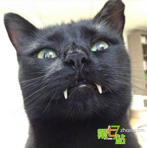 她在街头捡到一只黑猫,不久后它竟长出吸血獠牙!