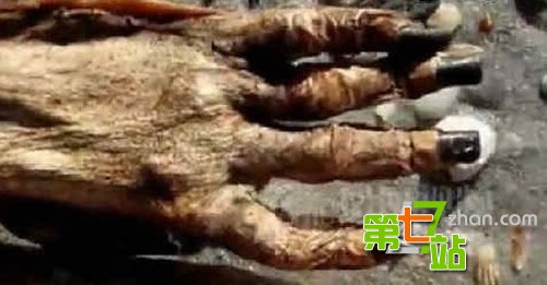 海滩惊现美人鱼尸体：面目狰狞吓坏当地人