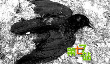 凶兆？美国数百只乌鸦沿铁路“列队”死亡