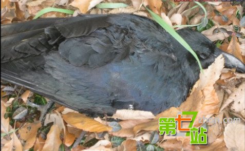 凶兆？美国数百只乌鸦沿铁路“列队”死亡