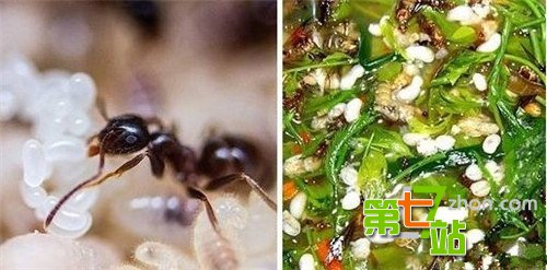 世界十种最奇葩的美食 蚂蚁蚊子老鼠都是美味
