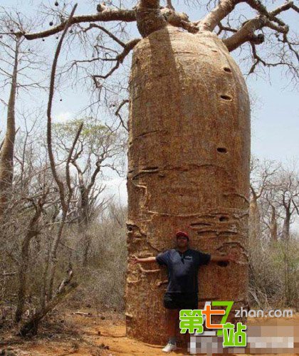 恐怖食人树之谜 印度古树居然能吃人吃人？
