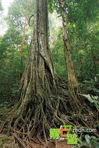 恐怖食人树之谜 印度古树居然能吃人吃人？