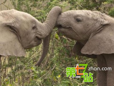 人类接吻从什么时候开始？一个吻丢出去8000万个细菌