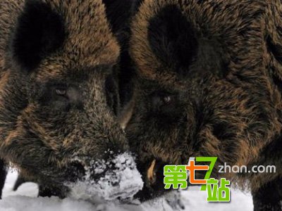 人类接吻从什么时候开始？一个吻丢出去8000万个细菌