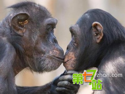 人类接吻从什么时候开始？一个吻丢出去8000万个细菌