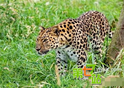 揭非洲部落奇异风俗 奇葩的传统习俗令人震惊