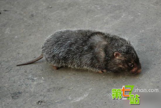 灾难来临神秘怪象！地震前后惊现骇人一幕