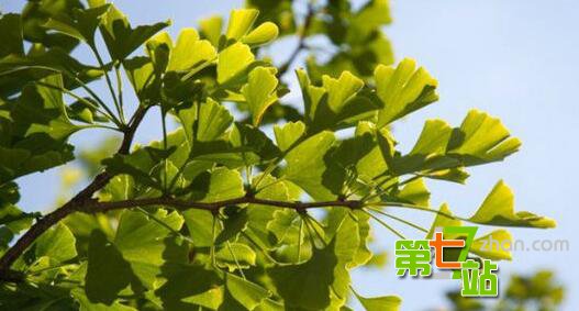 生存至今的远古生物 它竟比恐龙还古老