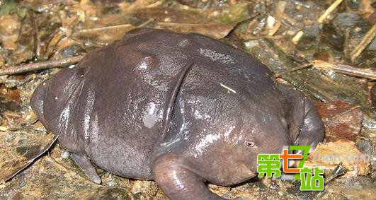 生存至今的远古生物 它竟比恐龙还古老