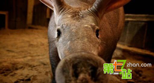 生存至今的远古生物 它竟比恐龙还古老