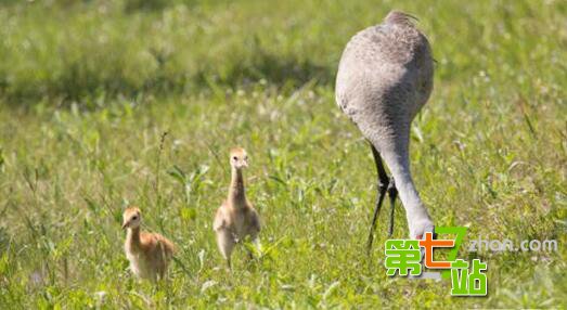 生存至今的远古生物 它竟比恐龙还古老