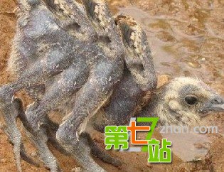 可怕的变异现象：怪胎转基因现象