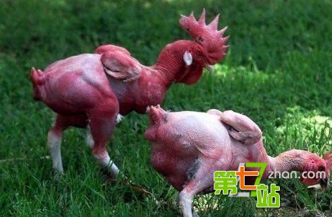 可怕的变异现象：怪胎转基因现象