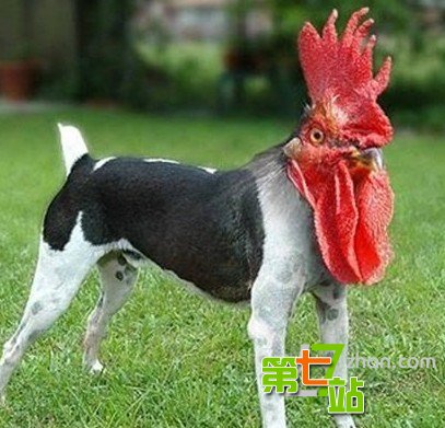 可怕的变异现象：怪胎转基因现象