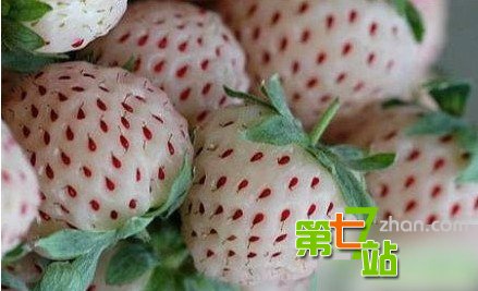 可怕的变异现象：怪胎转基因现象