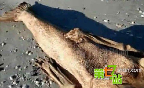 海滩惊现美人鱼尸体：面目狰狞吓坏当地人