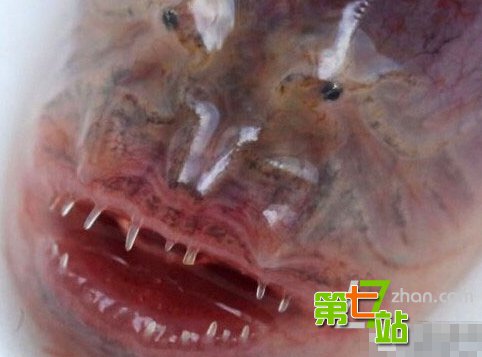 十大离奇事件：少妇被水怪侵犯