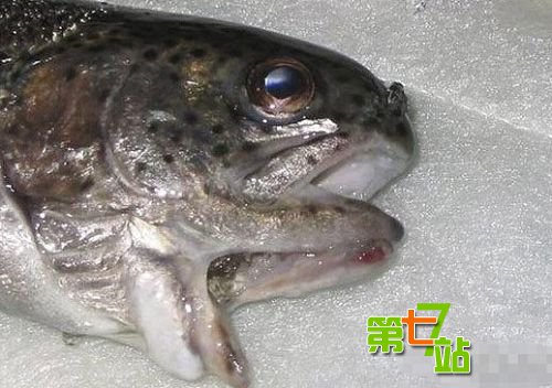十大离奇事件：少妇被水怪侵犯