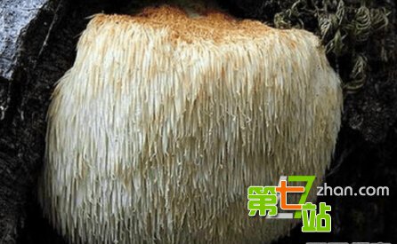 地球上最诡异植物 吓死人不偿命