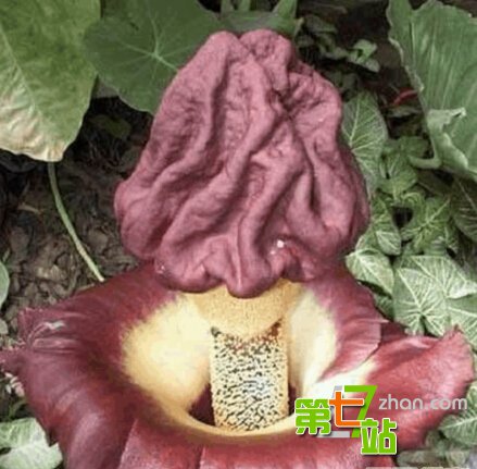 地球上最诡异植物 吓死人不偿命