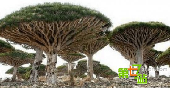 地球上最诡异植物 吓死人不偿命
