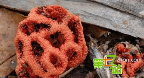 地球上最诡异植物 吓死人不偿命