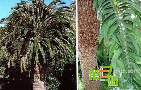 地球上最诡异植物 吓死人不偿命