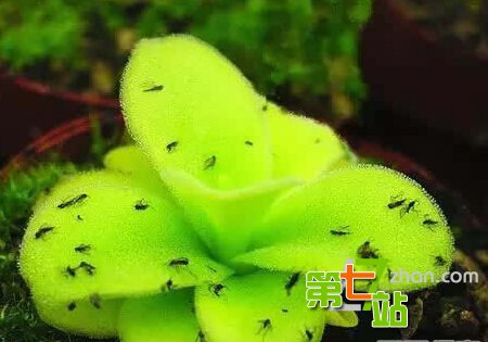 地球上最诡异植物 吓死人不偿命