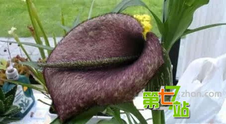 地球上最诡异植物 吓死人不偿命