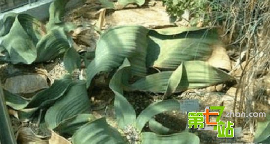 地球上最诡异植物 吓死人不偿命